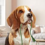 Cablu Acefast C2-03, USB-C la USB-C, 60W, 3A, 480Mbps, 1.2m, Verde 13 - lerato.ro