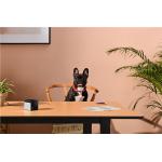 Camera smart Petcube Play 2 pentru animale, 1080p, WiFi, Night Vision, Microfon, Functie laser, Negru 10 - lerato.ro