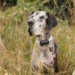 Set 2 cleme de prindere pentru localizatorul GPS Tractive DOG 6 XL, Compatibile cu zgarzi de pana la 4 cm latime, Negru 5 - lerato.ro