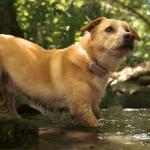 Set 2 cleme de prindere pentru localizatorul GPS Tractive DOG 6 XL, Compatibile cu zgarzi de pana la 4 cm latime, Maro 5 - lerato.ro