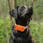 Set 2 cleme de prindere pentru localizatorul GPS Tractive DOG 6 XL, Compatibile cu zgarzi de pana la 4 cm latime, Portocaliu 3 - lerato.ro