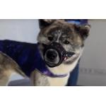 Botnita WAUDOG NASA pentru caini, Marime S, Ajustabila 14-20cm, Negru 4 - lerato.ro