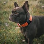 Husa din silicon Wozinsky WEA-01 compatibila cu Apple AirTag, Pentru zgarda animalelor de companie, Negru 6 - lerato.ro