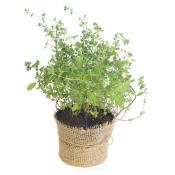 Plante si accesorii gradina