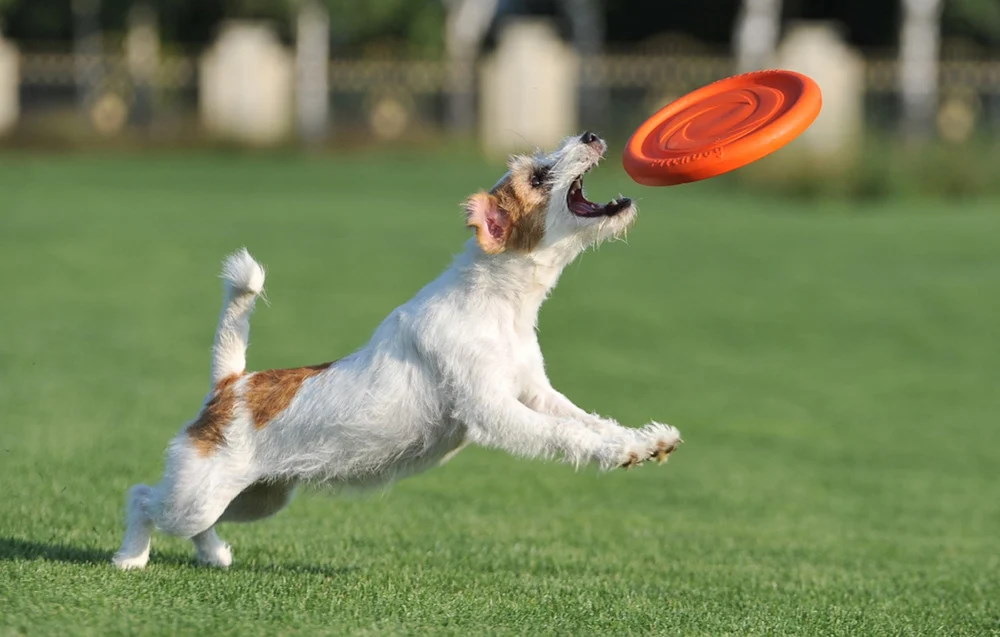 Disc frisbee pentru caini WAUDOG PitchDog, 24 cm, Portocaliu 1 Lerato.ro